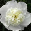 DUCHESSE DE MEMOURS